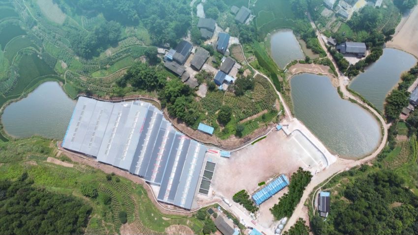 荣昌猪养殖场。重庆市生态环境局供图