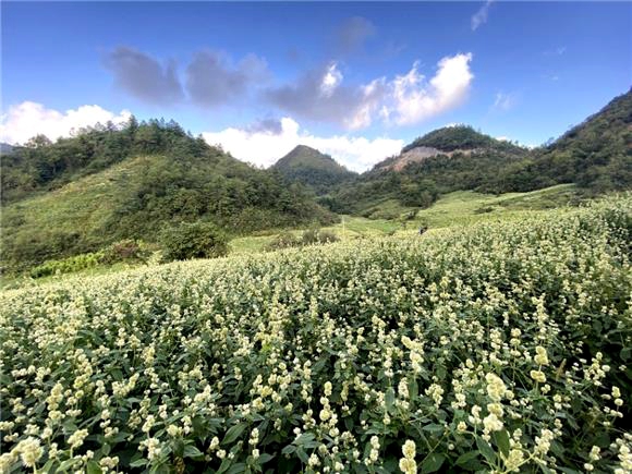 牛膝种植基地。曹金山 摄