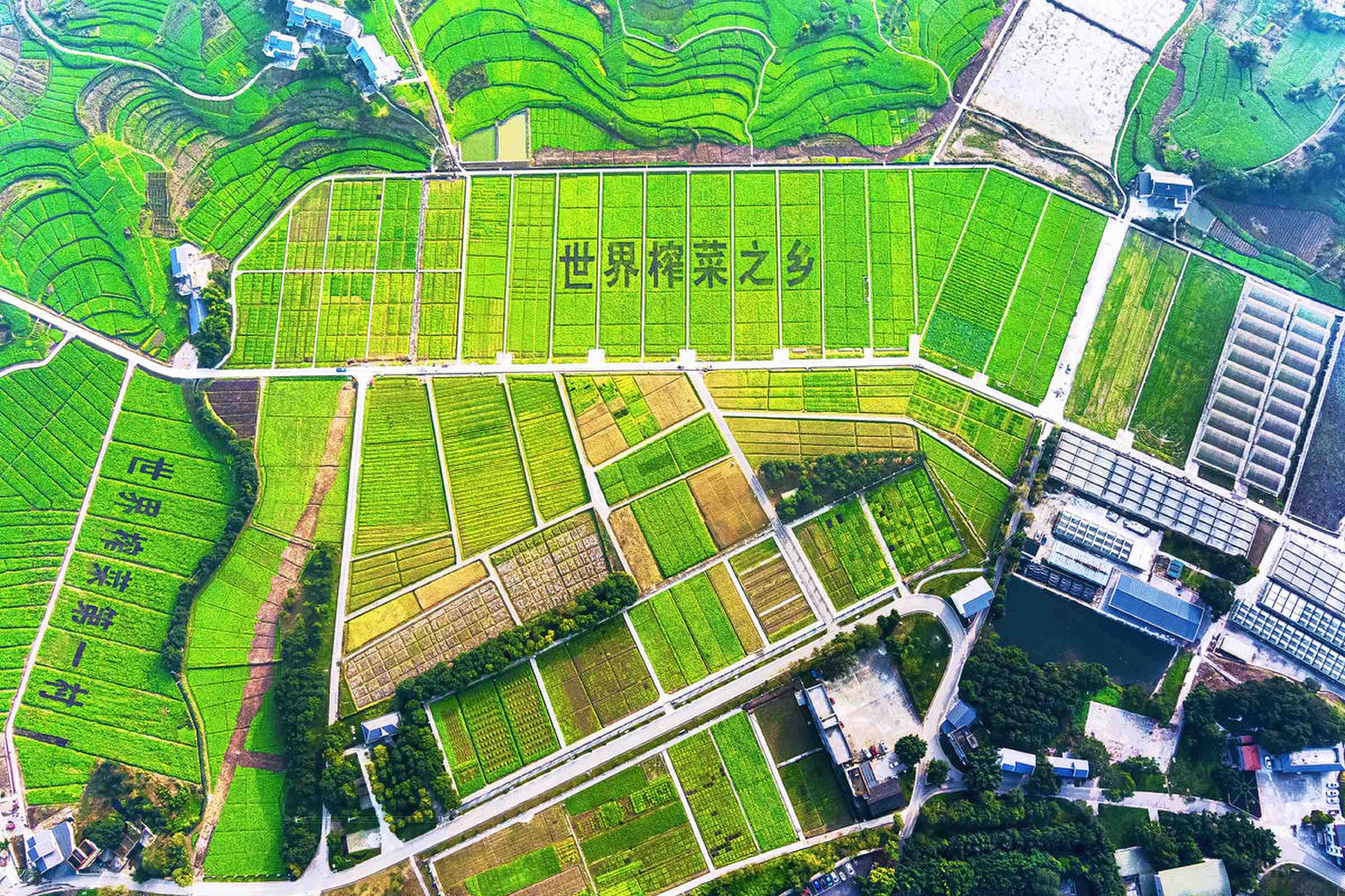 涪陵区江北街道二渡村的青菜头标准化种植基地。重庆市生态环境局供图