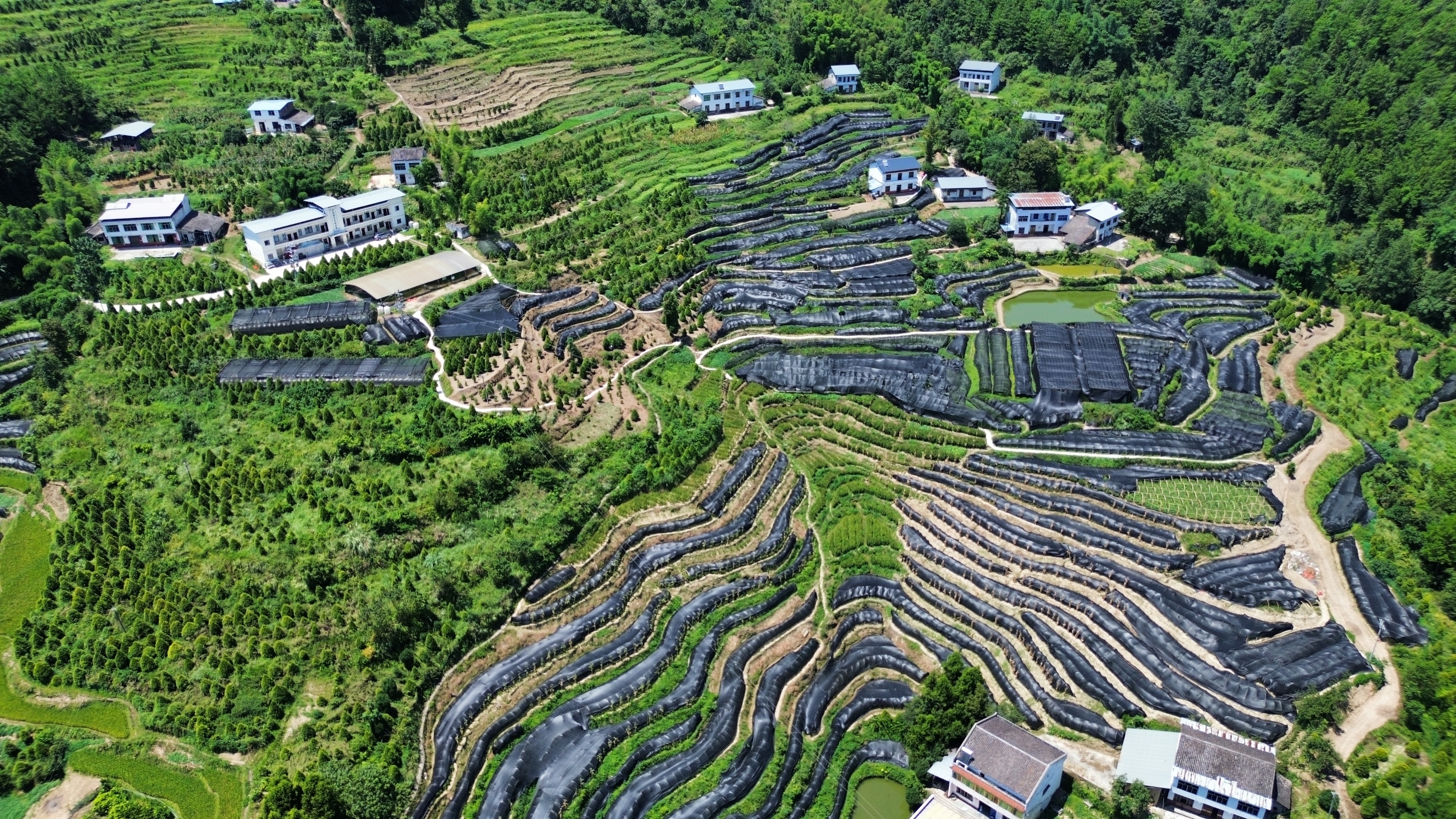 重庆雪宝山国家级自然保护区崖柏繁育基地。重庆市生态环境局供图