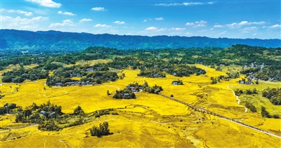 Crisscrossed fields like a fascinating golden carpet (Photographed by Xiong Wei)