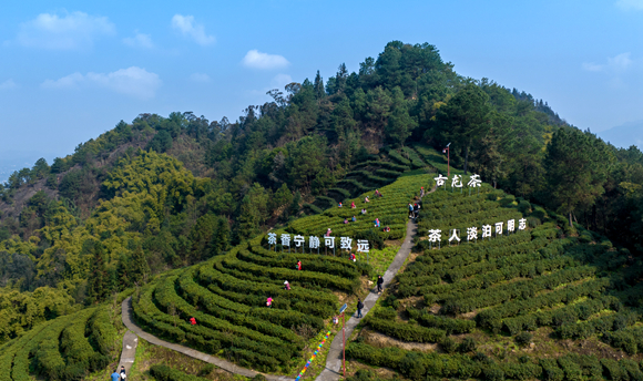 古龙茶园。大足区委宣传部供图 华龙网发