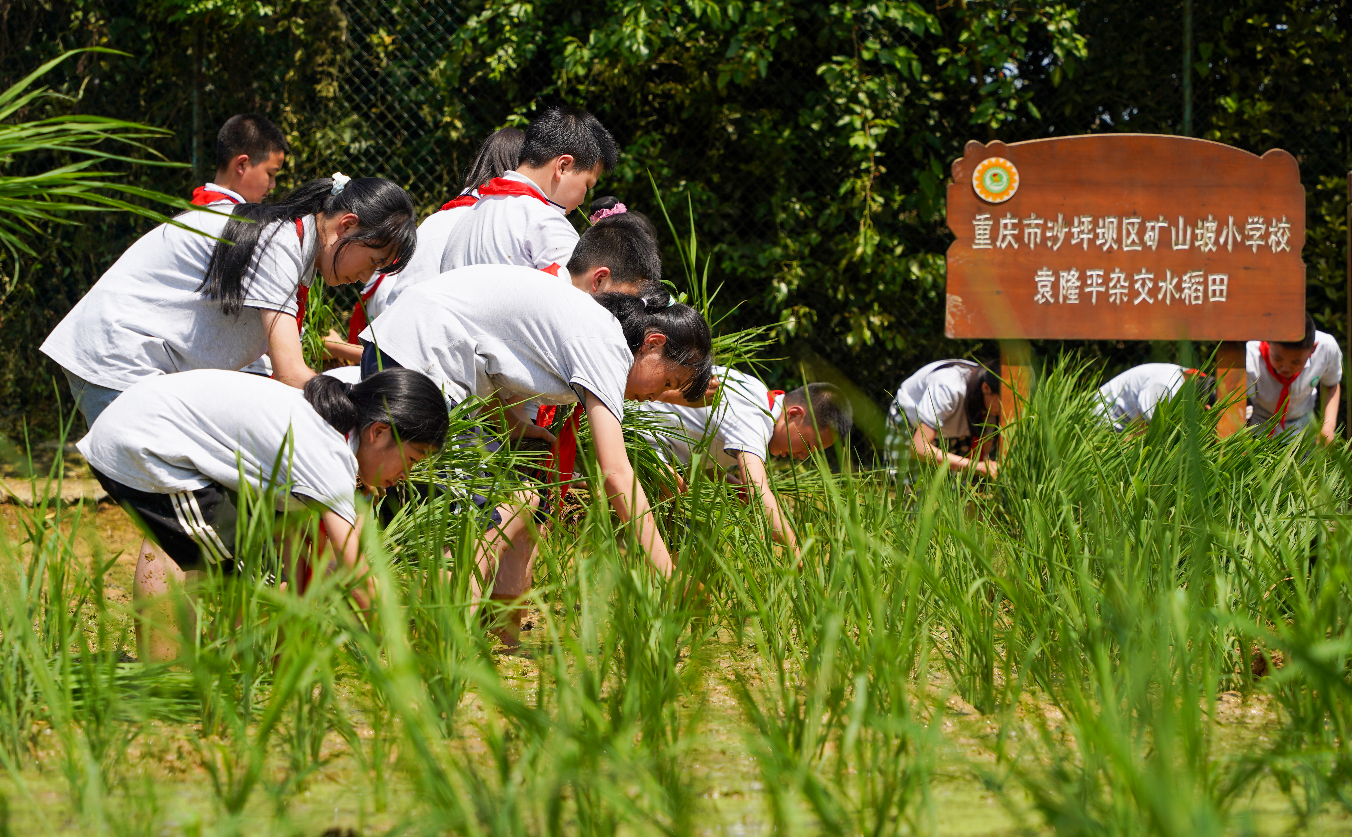 沙坪坝区矿山坡小学“培根思政大课堂”教学现场