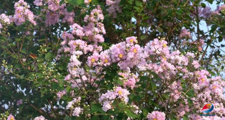 Crape myrtle flowers by Yinbin Avenue