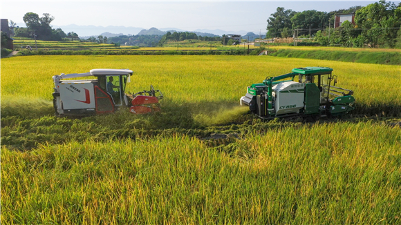 3000余亩水稻进入收割期。通讯员 夏娟 摄