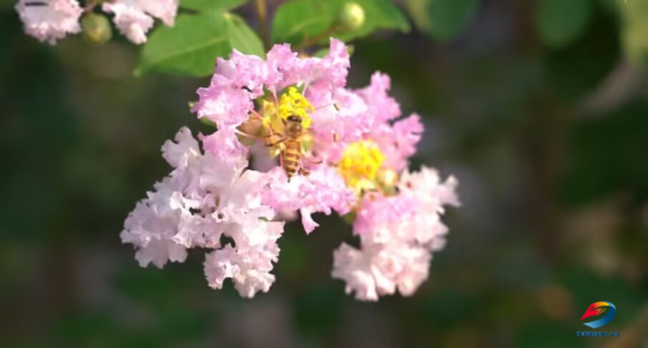 Bees gathering nectar from crape myrtle flowers