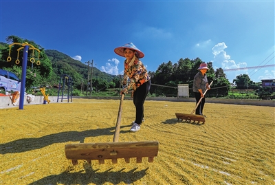 双桂街道安宁村，村民们在晾晒稻谷。记者 熊伟 摄