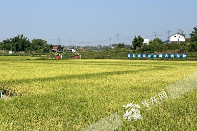 永川富硒大米基地。华龙网 张颖绿荞 摄