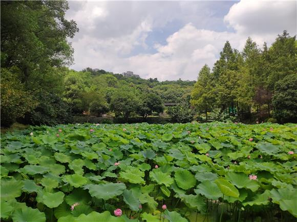 The 28 acres of lotus flowers in the Huayan Tourist Scenic Area in full bloom, creating a beautiful painting