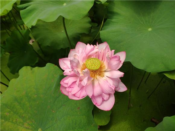 Layers of lotus leaves and white and red lotus flowers creating an attractive summer landscape painting