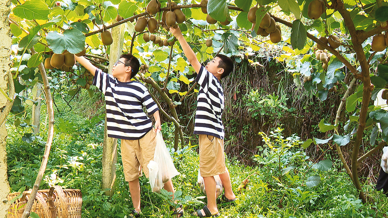 Children joyfully picking kiwifruits (Photographed by Jiang Ting)