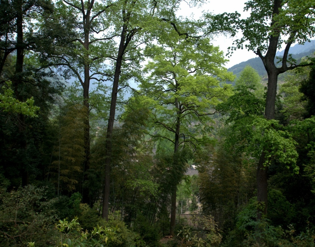 苍岭镇大河口村（石泉古苗寨）3