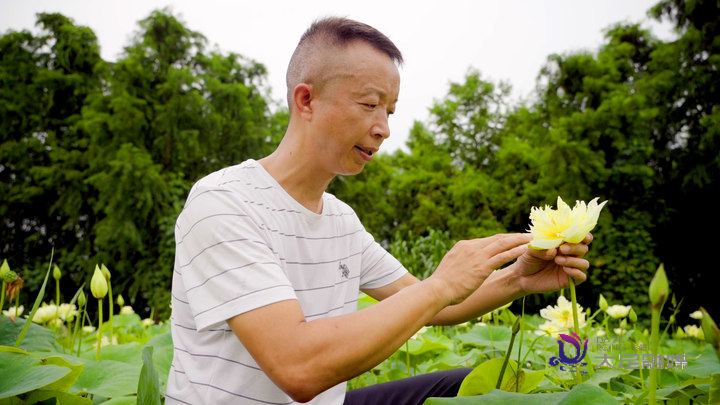 培育出黃色品種的荷花是難上加難的事。