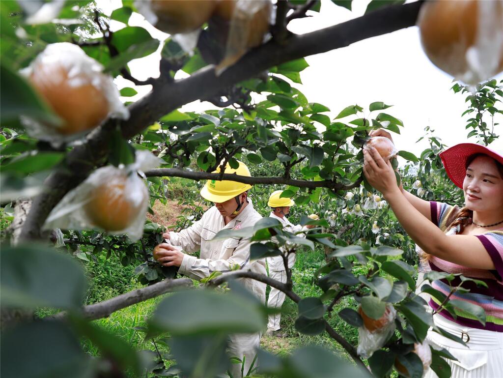 供電公司員工幫助采摘“唐梨子”。