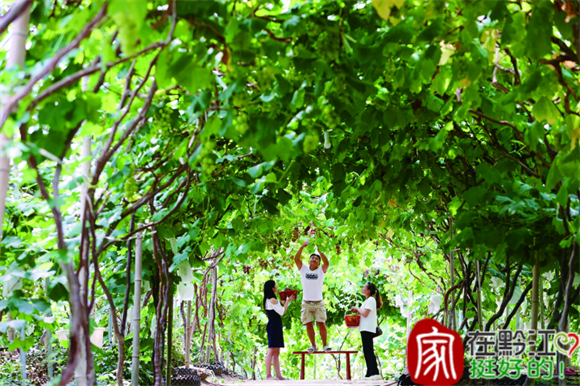 Citizens picking grapes at the grape base located in Matian Village, Pengdong Township, Qianjiang District (Photographed by Yang Min)