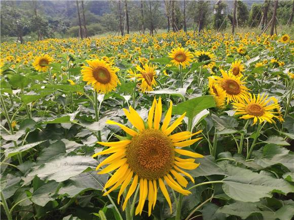 Looking across the field, the golden sea of flowers is breathtaking, and the gentle breeze carries a fragrant aroma