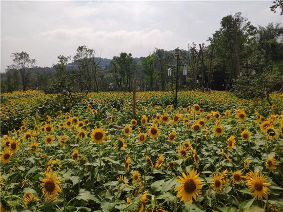 Sunflowers bloom facing the sun like a sea of flowers, resembling "little suns" growing on the earth, hanging on their branches