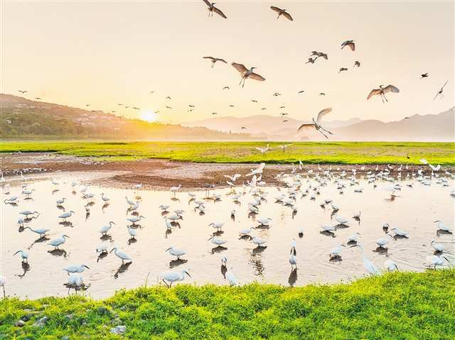 On September 7, at Hanfeng Lake National Wetland Park in Kaizhou District, its beautiful ecological environment attracted many herons to forge, chase and play