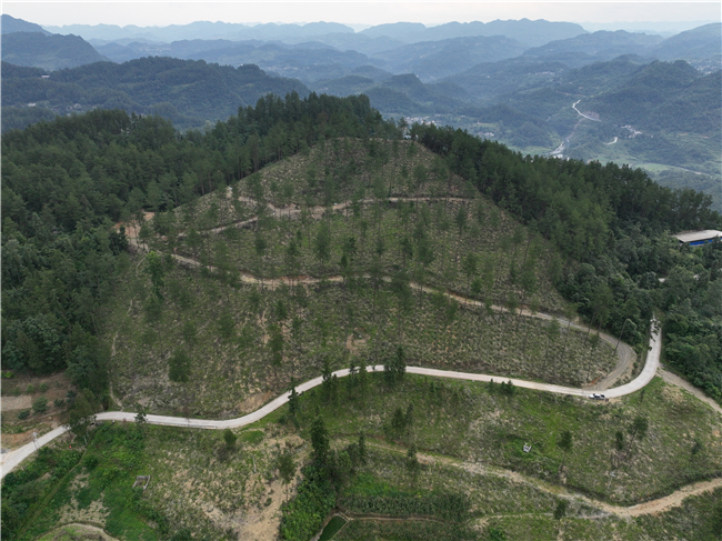 馬尾松改培的油茶基地。通訊員 冉洲 攝