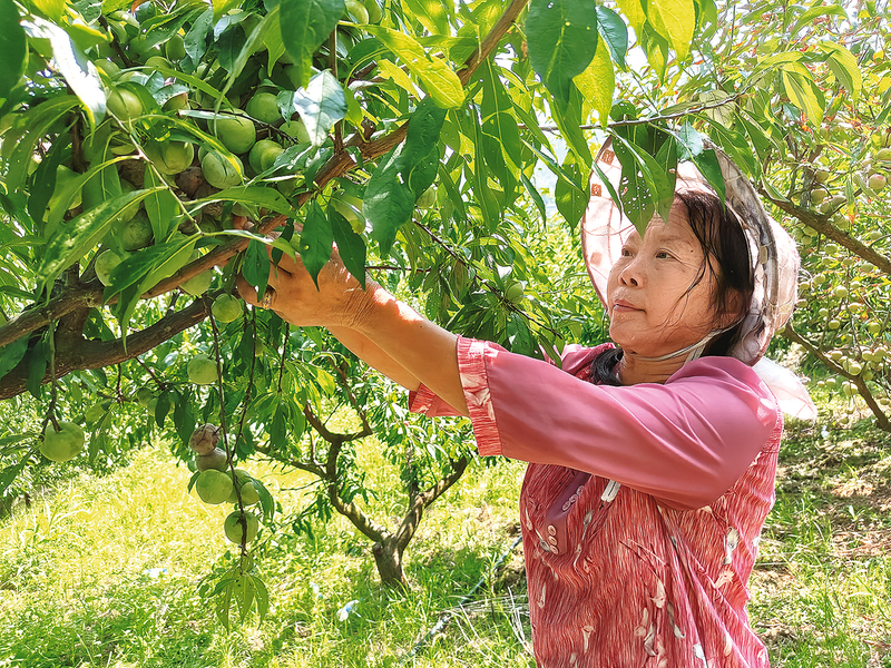 Fruit farmers harvesting green crisp plums (Photographed by Jiang Ting and Wang Yiting) 