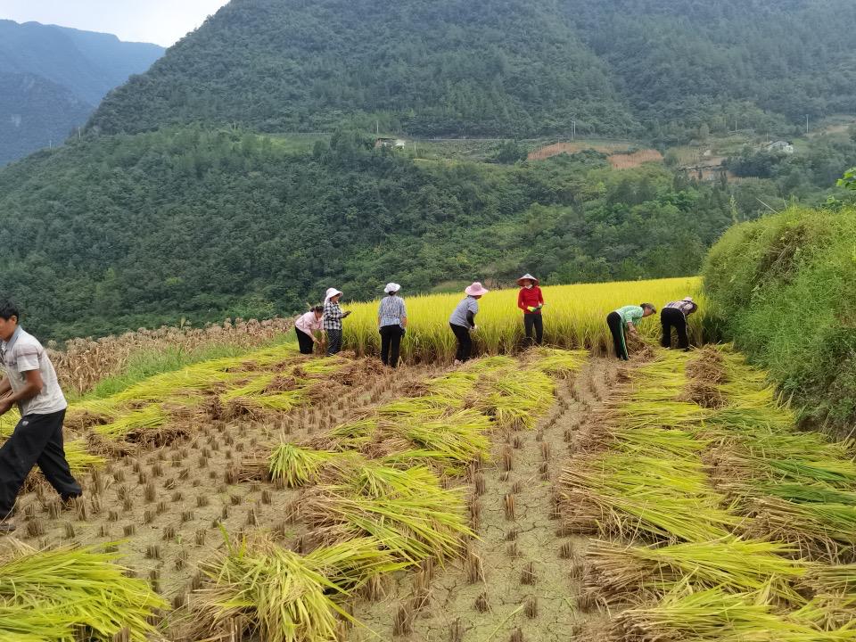 村民秋收稻谷如火如荼。周溪鄉(xiāng)供圖 華龍網(wǎng)發(fā)