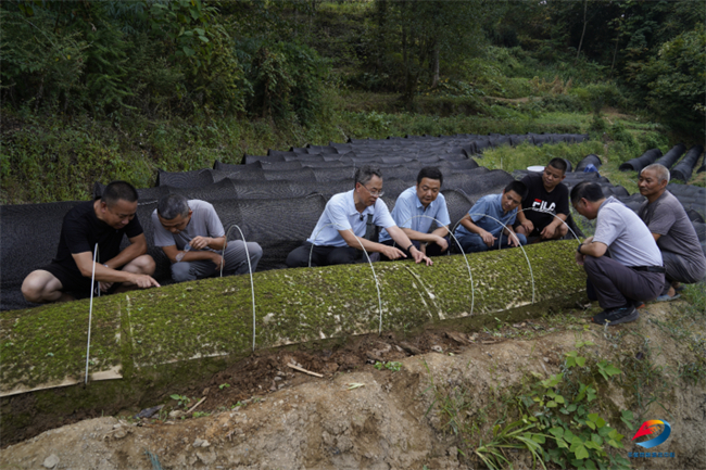 中國林科院專家指導人工植蘚。豐都縣融媒體中心供圖