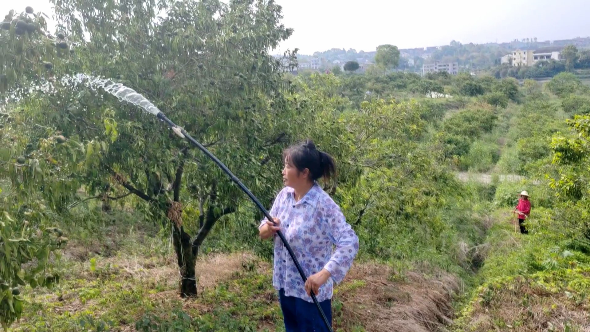 电力供应充足，果农抽水浇灌。忠县县委宣传部供图 华龙网发