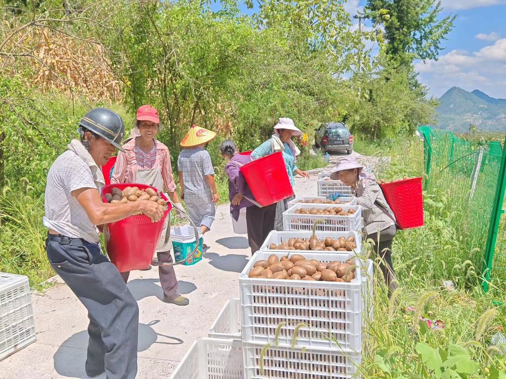 黔江区中塘镇的猕猴桃现代农业产业园，工人正在采收猕猴桃。盒马供图