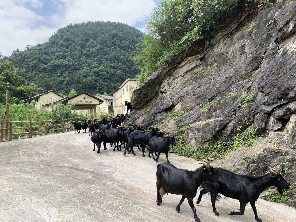 芙蓉街道黄金村发展的黑山羊放牧途中