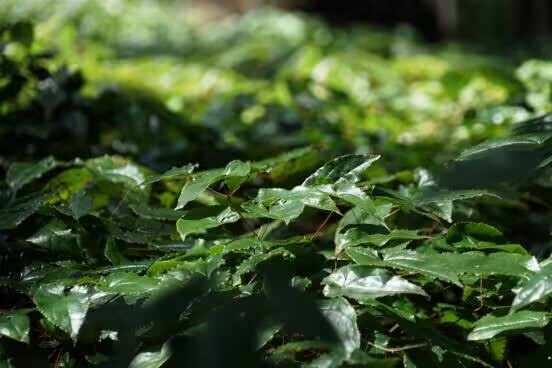 城口縣高燕鎮(zhèn)星光村箭葉淫羊藿種植基地內，國家儲備林下的淫羊藿 。城口縣委宣傳部供圖 華龍網發(fā)