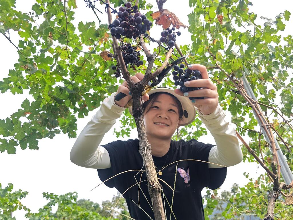 Visitor enjoying the pleasure of picking grapes