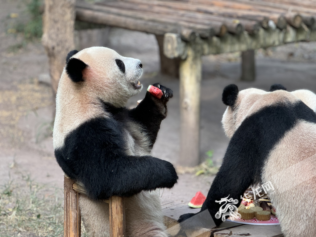 A panda eating mooncake and fruit feast with its back against a chair