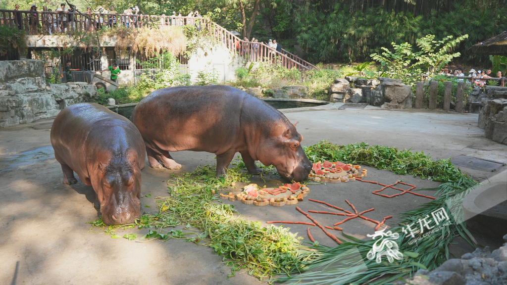 Hippos leisurely eating a mooncake and fruit tray