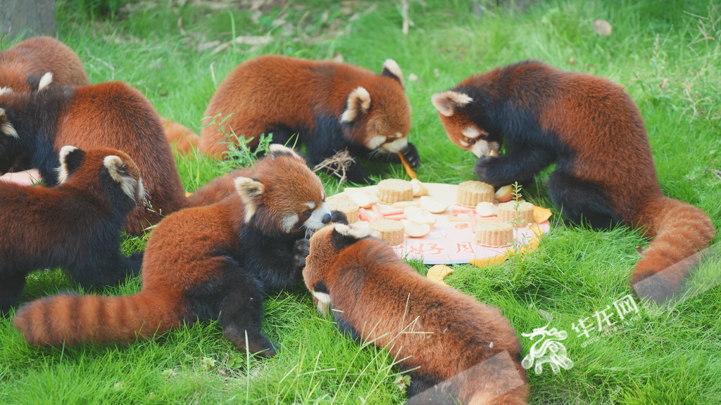 Lesser pandas glut themselves with delicacies