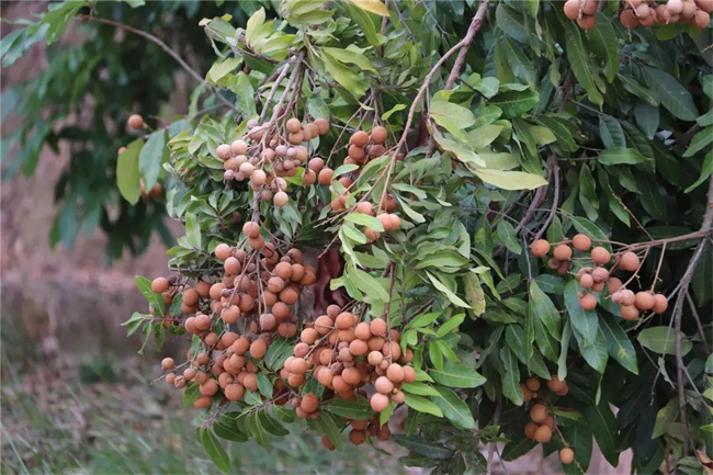 Strings of full, round and yellow longan hanging all over the branches (Photo provided by Yunyang Converged Media Center)