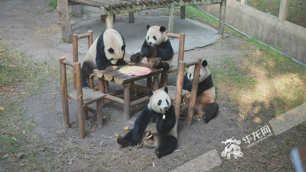 Pandas sitting around the “table” and glutting themselves with delicacies