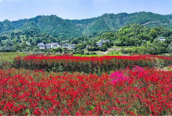 红叶紫薇进入盛花期。綦江日报记者 吴明鸽 摄