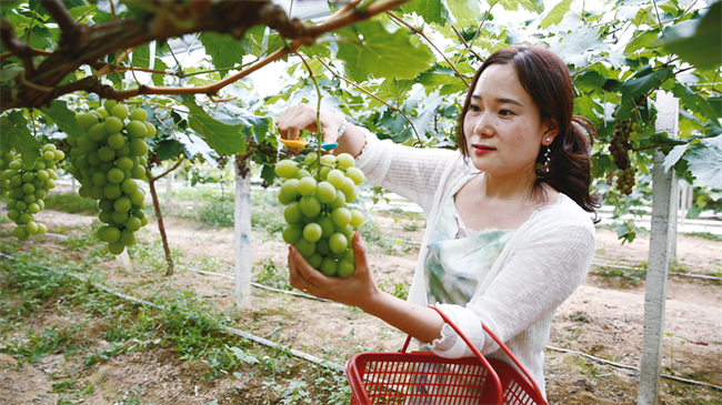 游客在葡萄基地采摘葡萄。开州日报供图