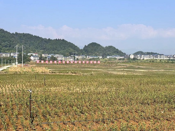 武陵山區(qū)高產油茶良種培育示范基地。華龍網 黃歡 攝