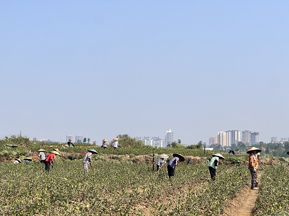 村民对油茶进行管护。华龙网 黄欢 摄