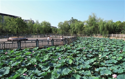 聚奎鎮(zhèn)黃土坎公園，游客在拍照游玩。記者 向成國(guó) 攝