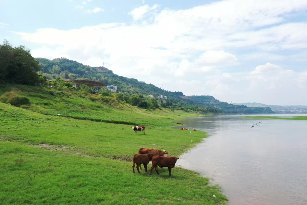 The oasis along the riverbank at Mexin Wine Town by the Yangtze River attracted many tourists