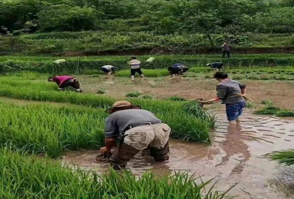 農(nóng)戶們正在栽種有機(jī)稻谷秧苗。涪陵區(qū)石沱鎮(zhèn)供圖