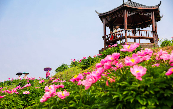 曹回鎮(zhèn)徐白村芍藥地。通訊員 龔長浩 攝