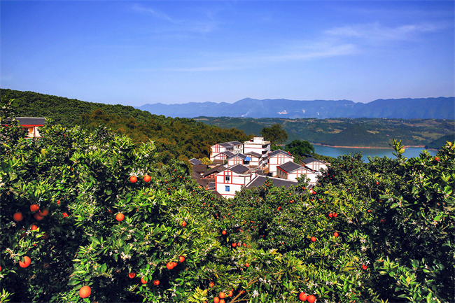 三峡橘海。通讯员 余鸿 摄