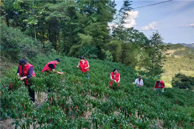 村干部和村民們采摘成熟辣椒。武隆浩口鄉(xiāng)供圖