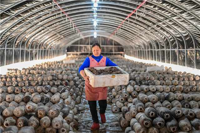 周溪鹿坪村食用菌基地。通讯员 唐小江 摄