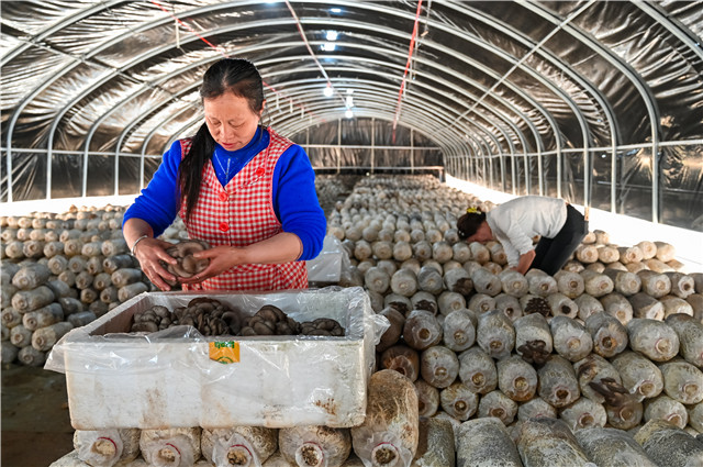 周溪鹿坪村食用菌基地。 通讯员 唐小江 摄