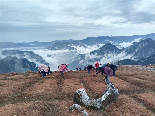 雞鳴鄉(xiāng)的村民正在中藥材基地種植貝母。通訊員 唐小江 攝