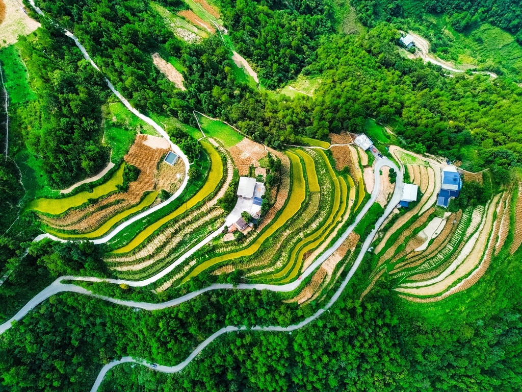 在城口县周溪乡双龙村，金黄的稻田翻滚着层层稻浪，农户们在田间地头来回穿梭，忙着收割。通讯员 张秀林 摄